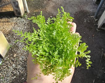 Cotton Candy Fern | Nephrolepis exaltata ‘Smithii’ | Fluffy Indoor Fern | Rare Houseplant | Tropical Plant | 2in pot