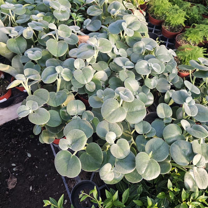 FunFoliage Peperomia incana - Thumbnail 4