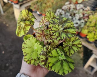 Begonia Zumba | Rex Begonia Zumba | 4-inch Pot