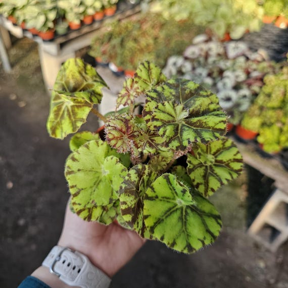 Begonia Zumba | Rex Begonia Zumba | 4-inch Pot