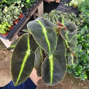 Striped Begonia | Begonia listada | Rare Begonia | 4in pot