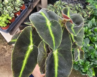 Striped Begonia | Begonia listada | Rare Begonia | 4in pot