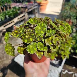 Begonia Tiger Paws | Rare Begonia | 4in pot
