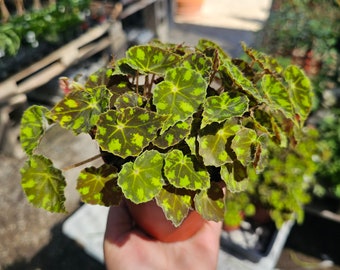 Begonia Tiger Paws | Rare Begonia | 4in pot
