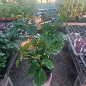 Grape Ivy | Cissus | 4in pot