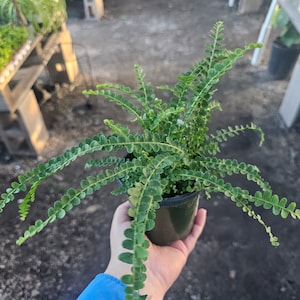 Lemon button fern | Nephrolepis cordifolia “Duffii” | 2in pot | 4in pot