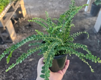 Lemon button fern | Nephrolepis cordifolia “Duffii” | 2in pot | 4in pot