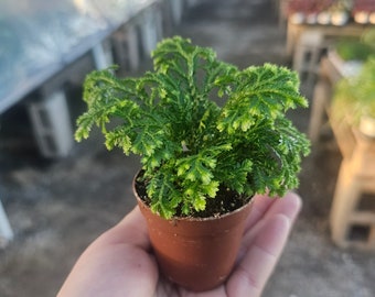 Selaginella | Frosty Fern | 2in pot | 4in pot