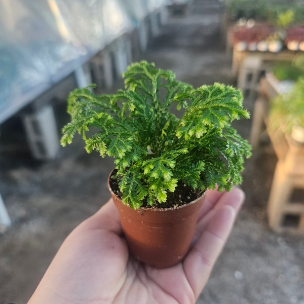 Selaginella | Frosty Fern | 2in pot | 4in pot