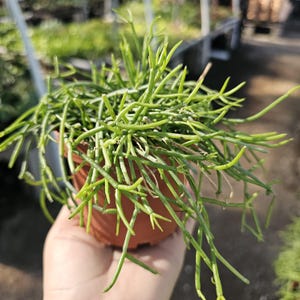 Rhipsalis Baccifera  | 2in pot | 4in Pot | Rooted cuttings | Unrooted Cuttings | Rare Tropical Cactus