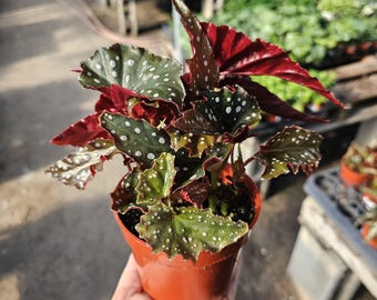 Begonia Black Forest | Rare Dark Foliage Begonia | Houseplant | Collector Begonia | Live Plant