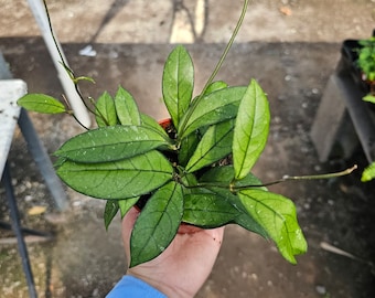 Hoya crassipetiolata | 2in pot | 4in pot