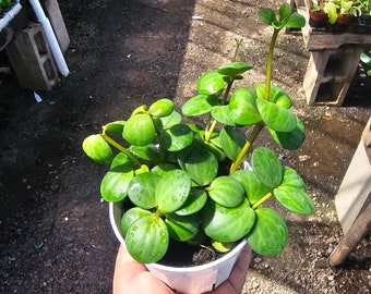 Peperomia Hope | 2in pot | 4in pot