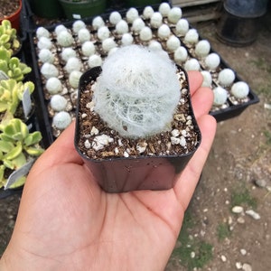Peruvian Old Lady Cactus | Espostoa melanostele | 2in cactus