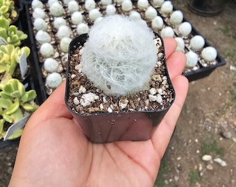 Peruvian Old Lady Cactus | Espostoa melanostele | 2in cactus