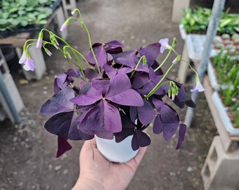 Oxalis Triangularis Plants | Purple Shamrock Plant | Triangularis Purple Shamrock Plant | 2in pot | 4in pot