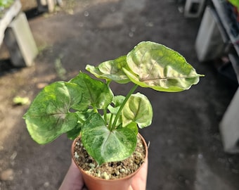May include: A small potted plant with green and white variegated leaves. The leaves have a heart shape and are in a small brown pot. The plant is held in a person's hand, with a blurred background.