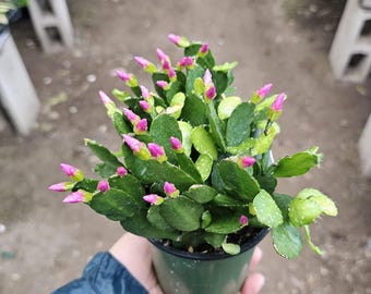 Pink Spring Cactus | Rhipsalidopsis gaertneri | Easter Cactus | 2in pot | 4in pot