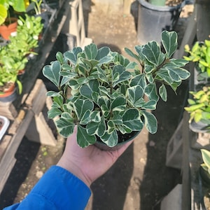 May include: A small potted plant with green and white variegated leaves. The plant is being held by a hand.