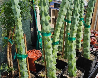 Myrtillocactus Geometrizans | EXTRA LARGE Boobie Cactus | 4in pot