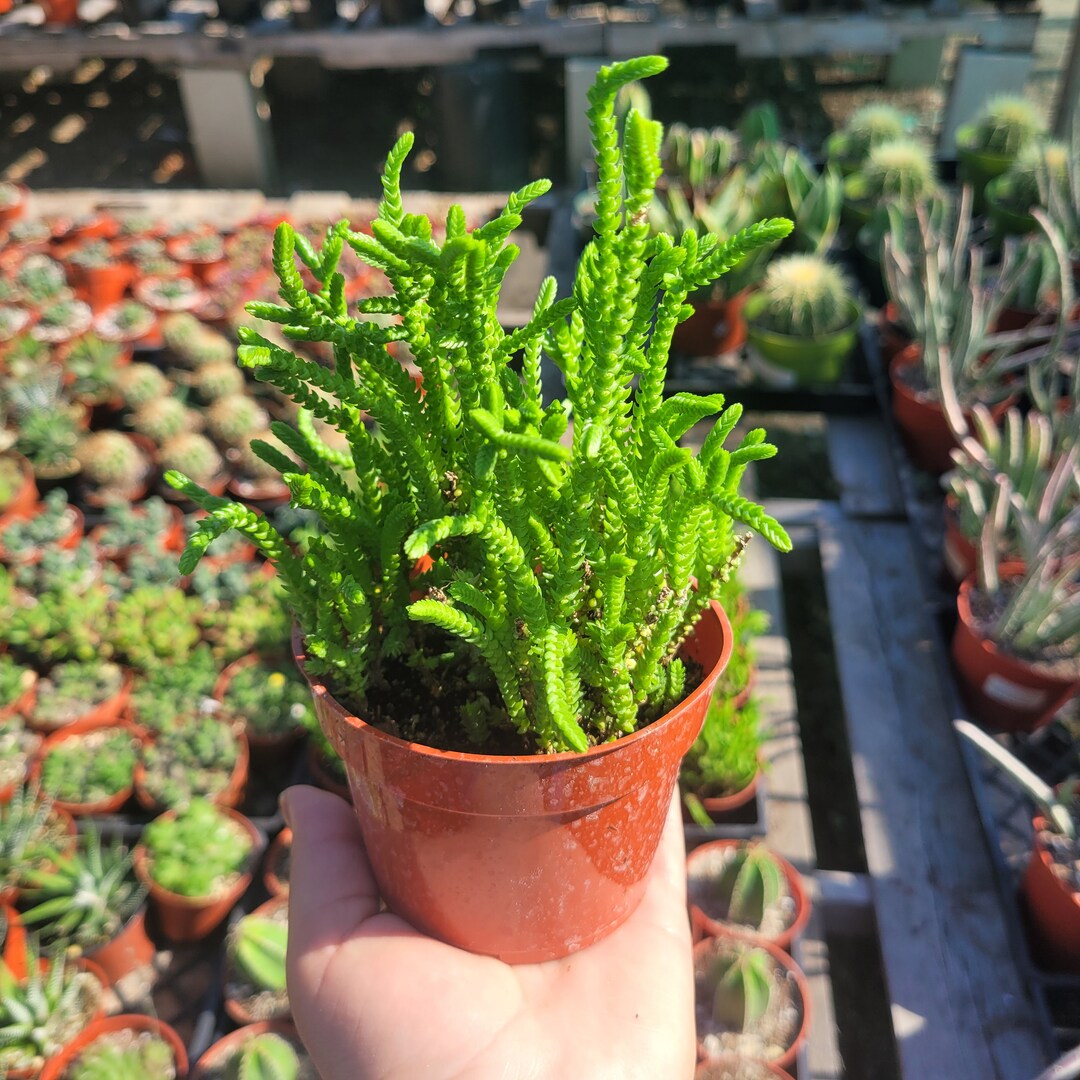 Watch Chain Succulent Crassula Muscosa 2in 4in Rooted Cutting Etsy