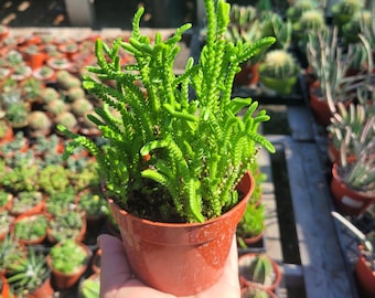 Watch Chain Succulent | Crassula Muscosa | 2in | 4in | rooted cutting