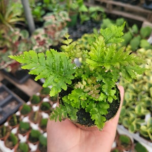 Autumn fern | Japanese shield Fern |Dryopteris Erythrosora | 2in pot