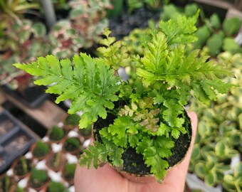 Autumn fern | Japanese shield Fern |Dryopteris Erythrosora | 2in pot