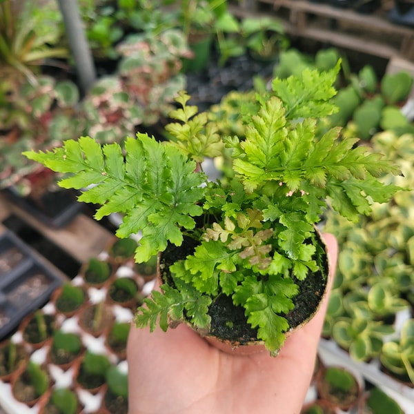 Autumn fern | Japanese shield Fern |Dryopteris Erythrosora | 2in pot