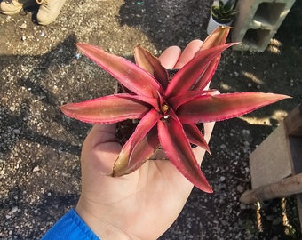 Cryptanthus Pink Starlight | Cryptanthus Ruby Red | Earth Star Bromeliad | 2in pots