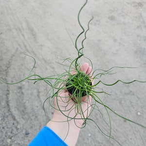 Corkscrew Rush | Juncus Spiralis | 2in and 4in pot image 4