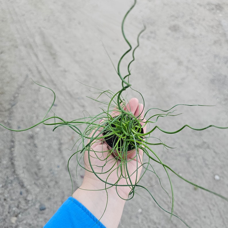 Corkscrew Rush | Juncus Spiralis | 2in and 4in pot image 4