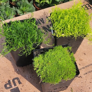 May include: Three small black pots filled with different types of green moss. The moss is a vibrant green and appears to be healthy.