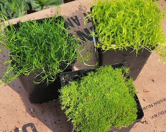 Moss | Live Moss |