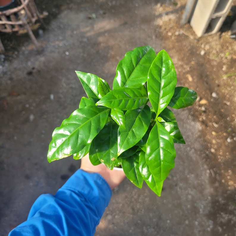 May include: A vibrant green coffee plant with glossy leaves. The plant is held in a small white pot, showcasing its lush foliage. The leaves are a rich, healthy green, indicating robust growth.