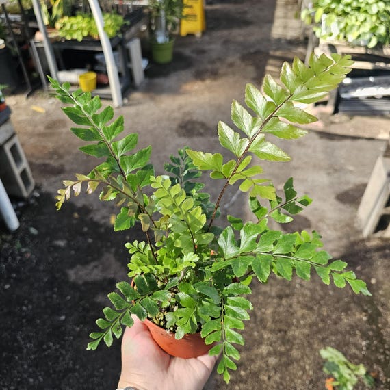 Mahogany Fern | Didymochlaena truncatula | Live Fern in 4” Pot | Rare Houseplant