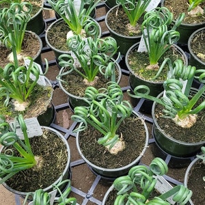 Albuca spiralis ‘Frizzle Sizzle’/ Corkscrew Albuca/ Rare Plant/ Plant Addict/ 4.5in pot