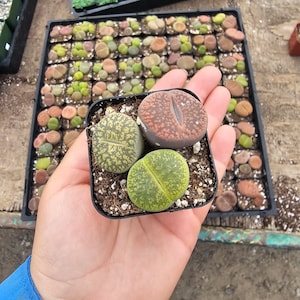 Lithops Small | Assorted Lithops | 2in pot