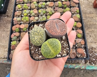 Lithops Small | Assorted Lithops | 2in pot