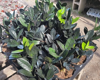 Black Raven ZZ Plant | Zamioculcas zamiifolia | 4in pot