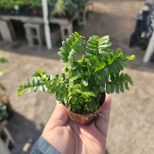 May include: A small green fern plant in a brown pot. The fern has delicate, feathery fronds.