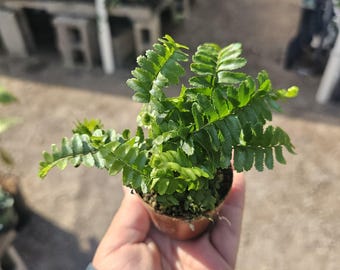 Jester's Crown Fern | Nephrolepis exaltata | 2in pot | 4in pot
