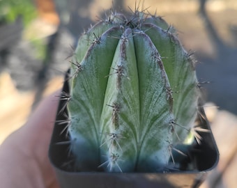 Chichipe Cactus | Polaskia chichipe Cactus