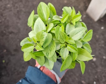 Peperomia Pixie | Peperomia Orba | 2in pot | 4in pot