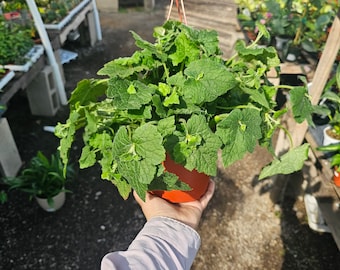 Piggyback Plant 6in potted plant