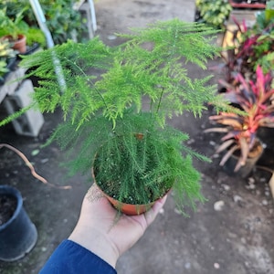 Plumosa Fern | Asparagus Fern | Asparagus setaceus |  4in pot