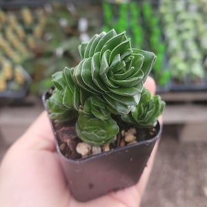 May include: A small, green succulent plant in a square black pot. The plant has tightly packed, layered leaves with a textured appearance. The background is blurred, suggesting a nursery or garden setting. The plant is held in a hand.