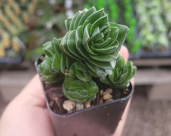 Buddha’s Temple | Crassula pyramidalis | 2in pot | Rare Succulent