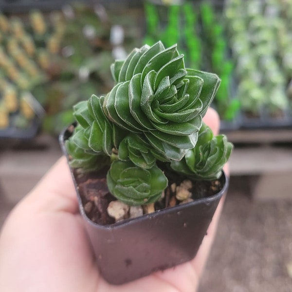 Buddha’s Temple | Crassula pyramidalis | 2in pot | Rare Succulent