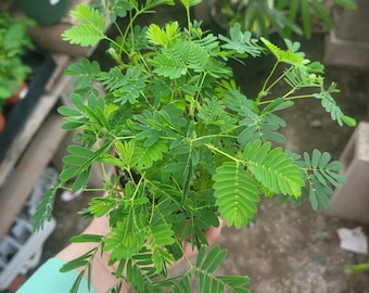 Mimosa pudica | Sensitive Plant | 4in pot